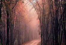 开云体育官方网站-卡尔蒂斯外援状态火爆，助力球队冲击最高荣誉