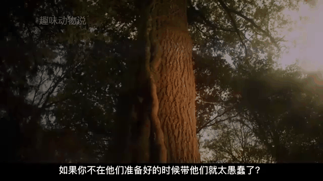 关于都灵主场奋力反击，争取迎来胜利之夜的信息