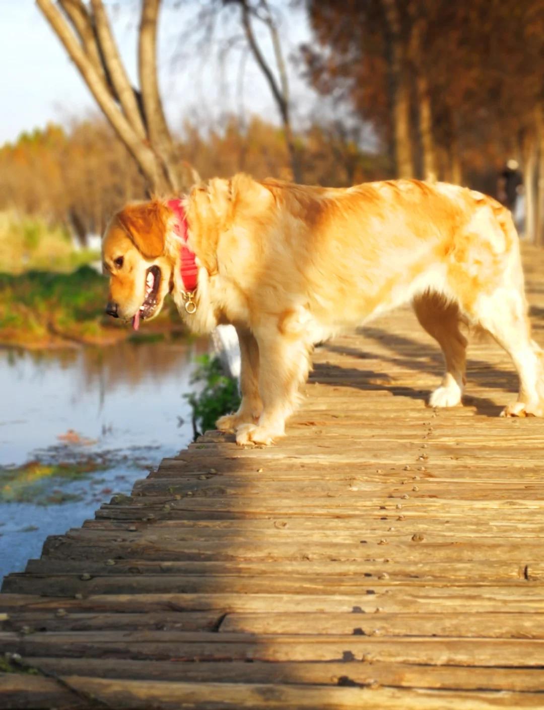 包含摩纳哥客场告捷，欧洲之路铺展开来的词条